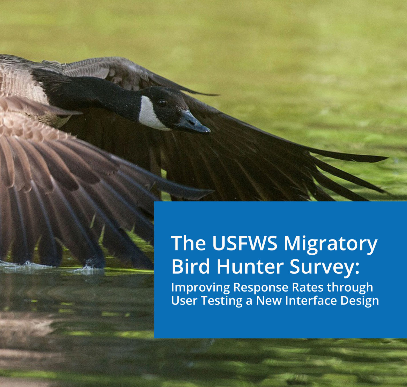 Full page photo of a duck landing in water with a blue box and white text saying The USFWS Migratory Bird Hunter Survey: Improving Response Rates through User Testing a New Interface Design